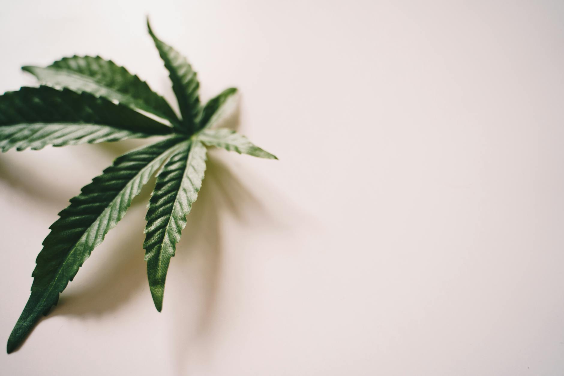 Kostenloses Stock Foto zu blatt, cannabis, gras